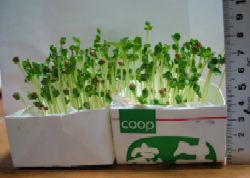 �s���Vcm�ȏ�L�т����